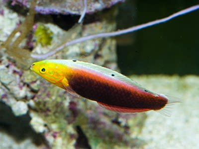 东非烈焰龙鱼海水观赏鱼水族宠物活体顺丰包活鱼