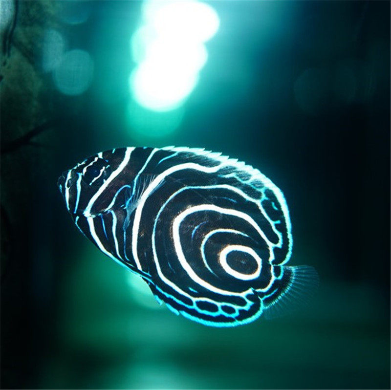 蓝圈海水神仙鱼海鱼活鱼海水观赏鱼水族宠物活体鱼