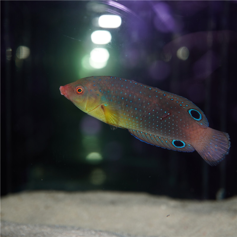 海水黄肚珍珠珍珠龙龙鱼鱼隆头观赏鱼海鱼活体水族鱼