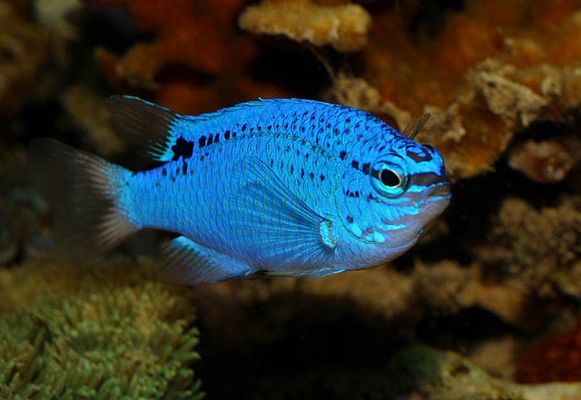 人工蓝魔海水鱼海水观赏鱼水族宠物海鱼活体顺丰