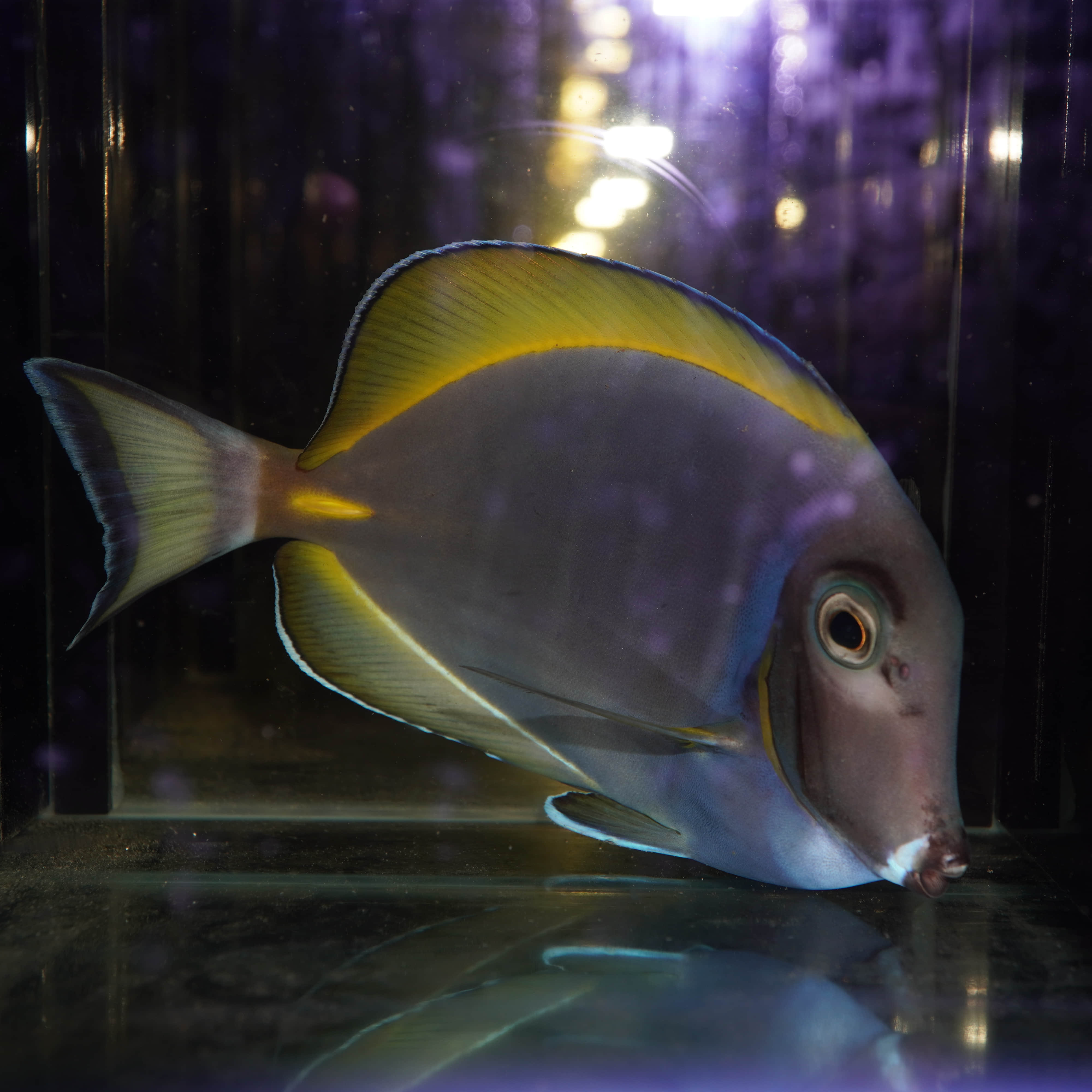 混种粉蓝吊鱼倒吊鱼海水观赏鱼海鱼活体水族宠物顺丰