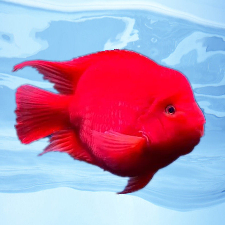 热带观赏鱼起头红鹦鹉招财鱼红财神发财鱼银龙龙鱼鱼
