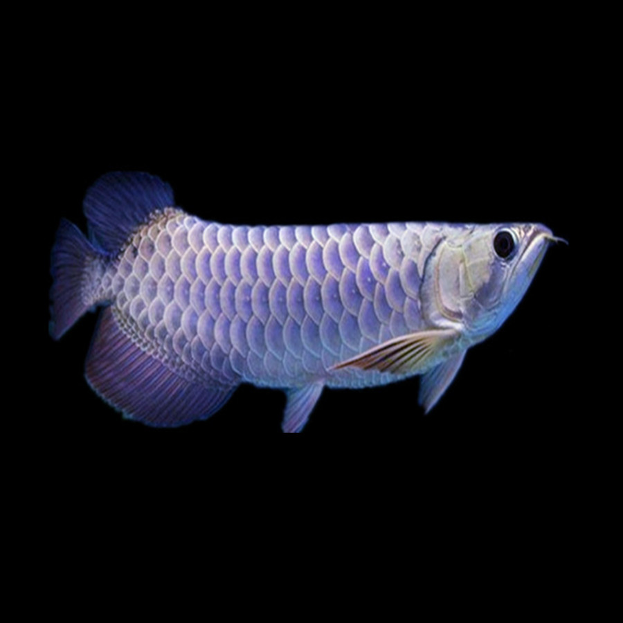 过背24k金龙鱼活鱼红龙龙鱼活体小鱼苗龙鱼苗鱼