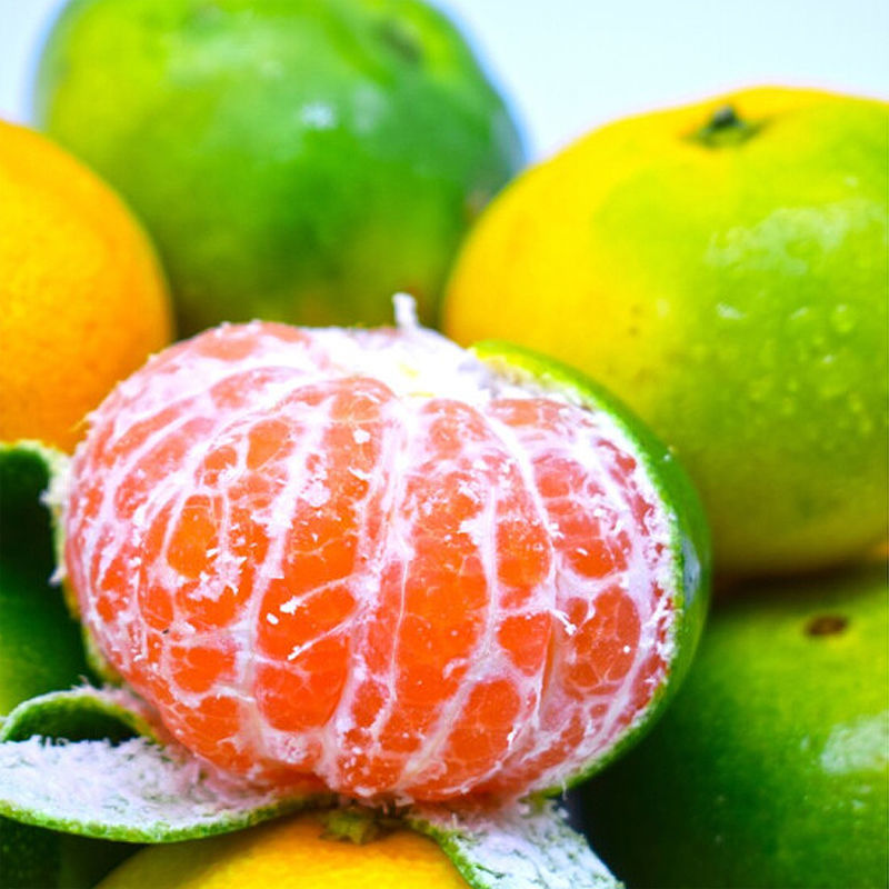 云南蜜桔新鲜9斤大果青皮桔子现摘应季酸甜桔子