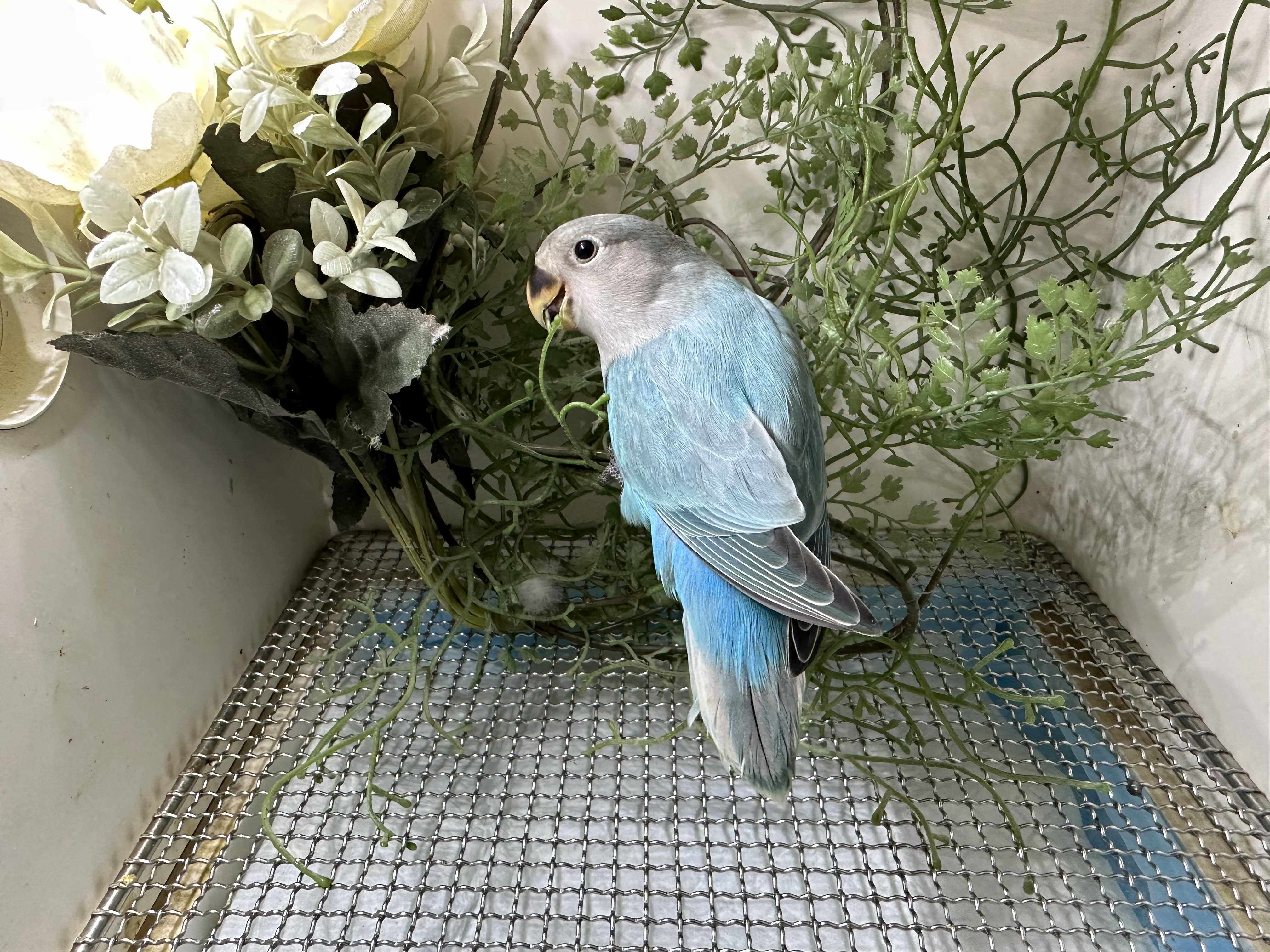 伊莎小鸟活体幼雏雏鸟宠物鸟手松石蓝闪蓝伊其他