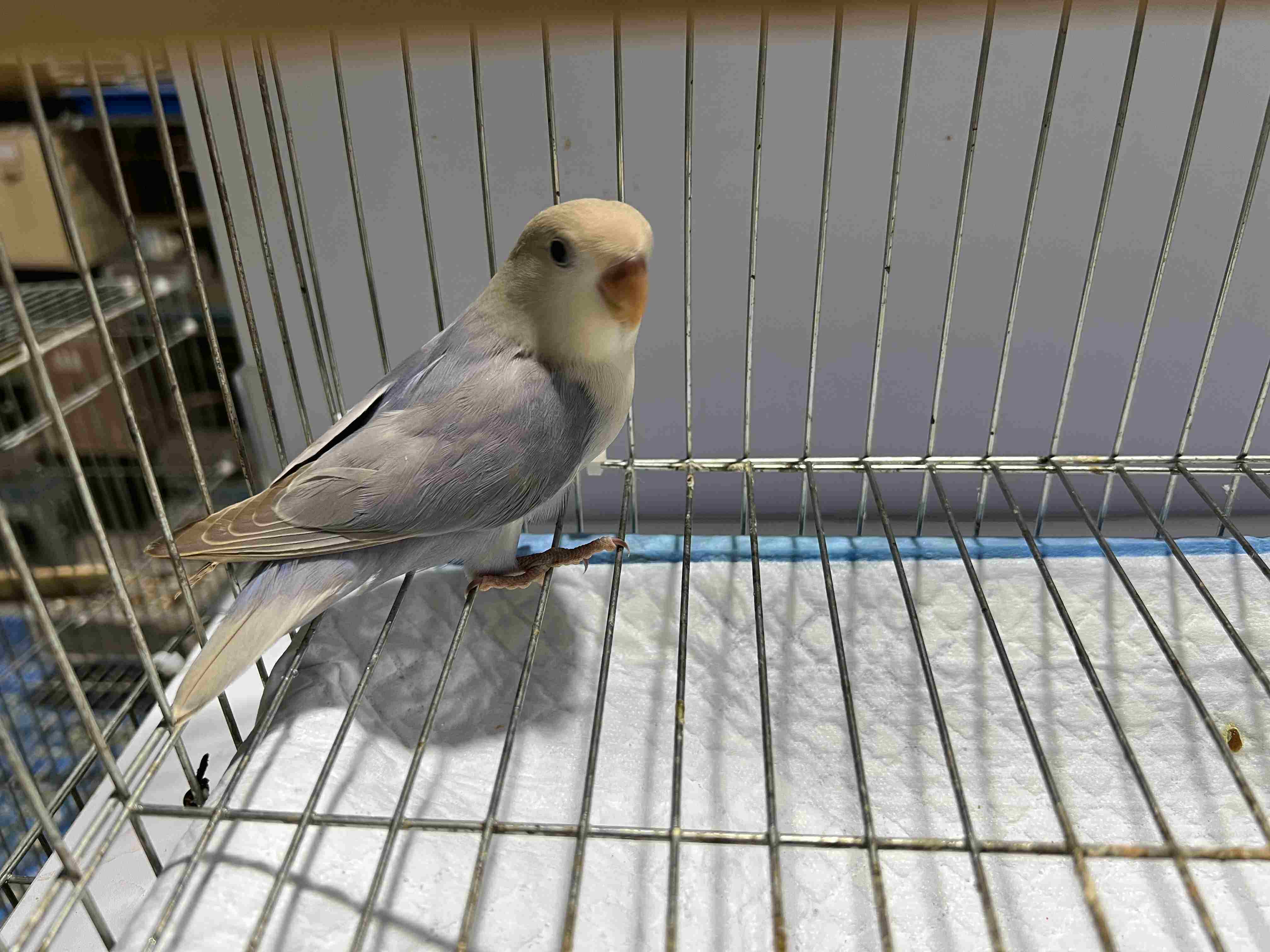 伊莎小鸟活体幼雏雏鸟宠物鸟手松石蓝闪蓝伊鸟