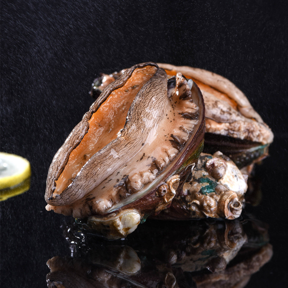 特大鲍鱼新鲜速冻嫩鲜活非即食干货真空冷冻福建佛跳墙水产大盆菜