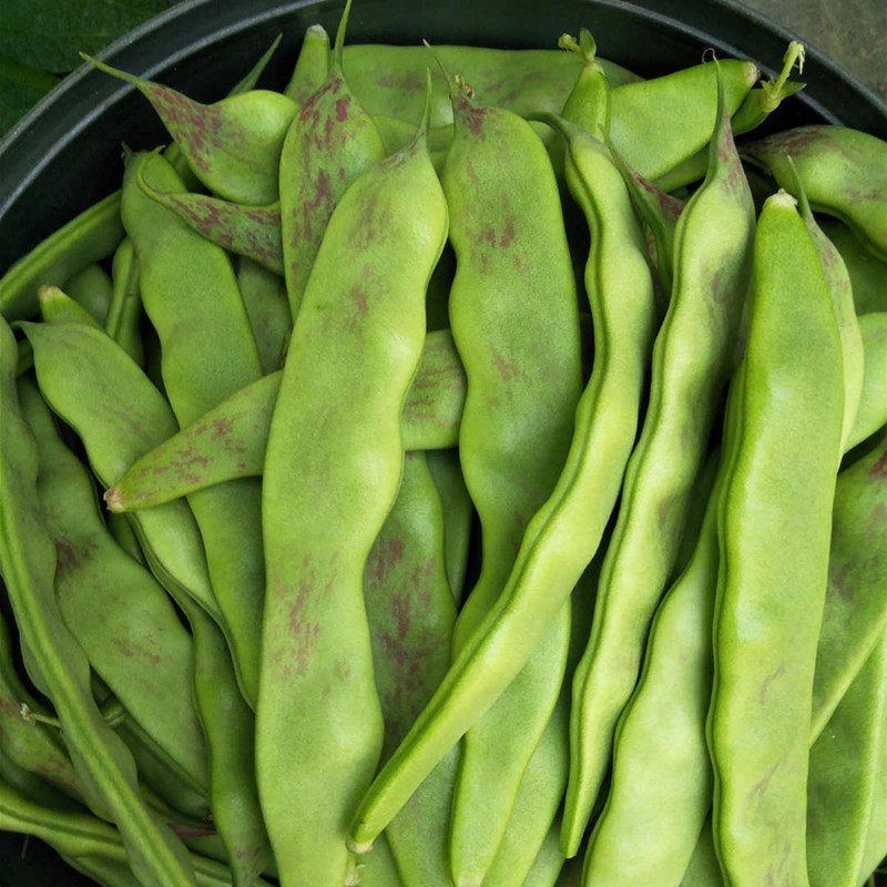 豆角新鲜现摘一点红东北无筋大宽蔬菜芸豆菜豆新鲜豆类