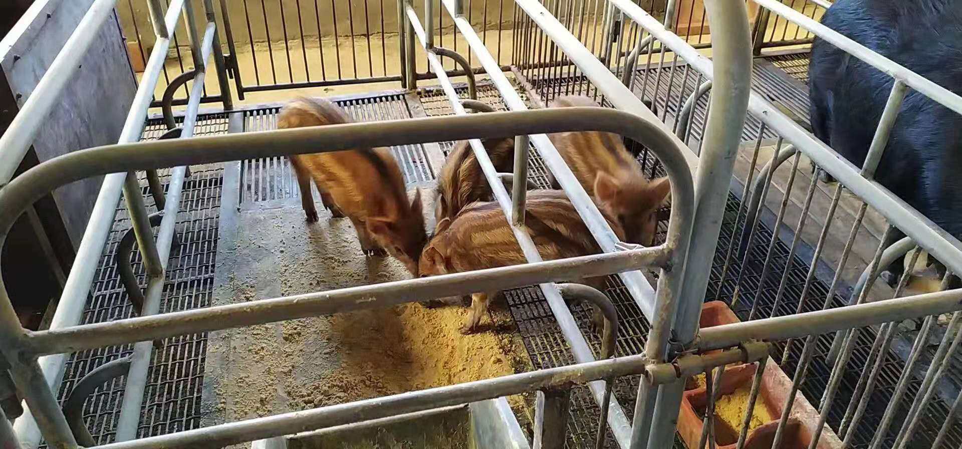 【合黎山猪】新鲜现杀合黎山猪藏香猪肉4斤装全程冷链