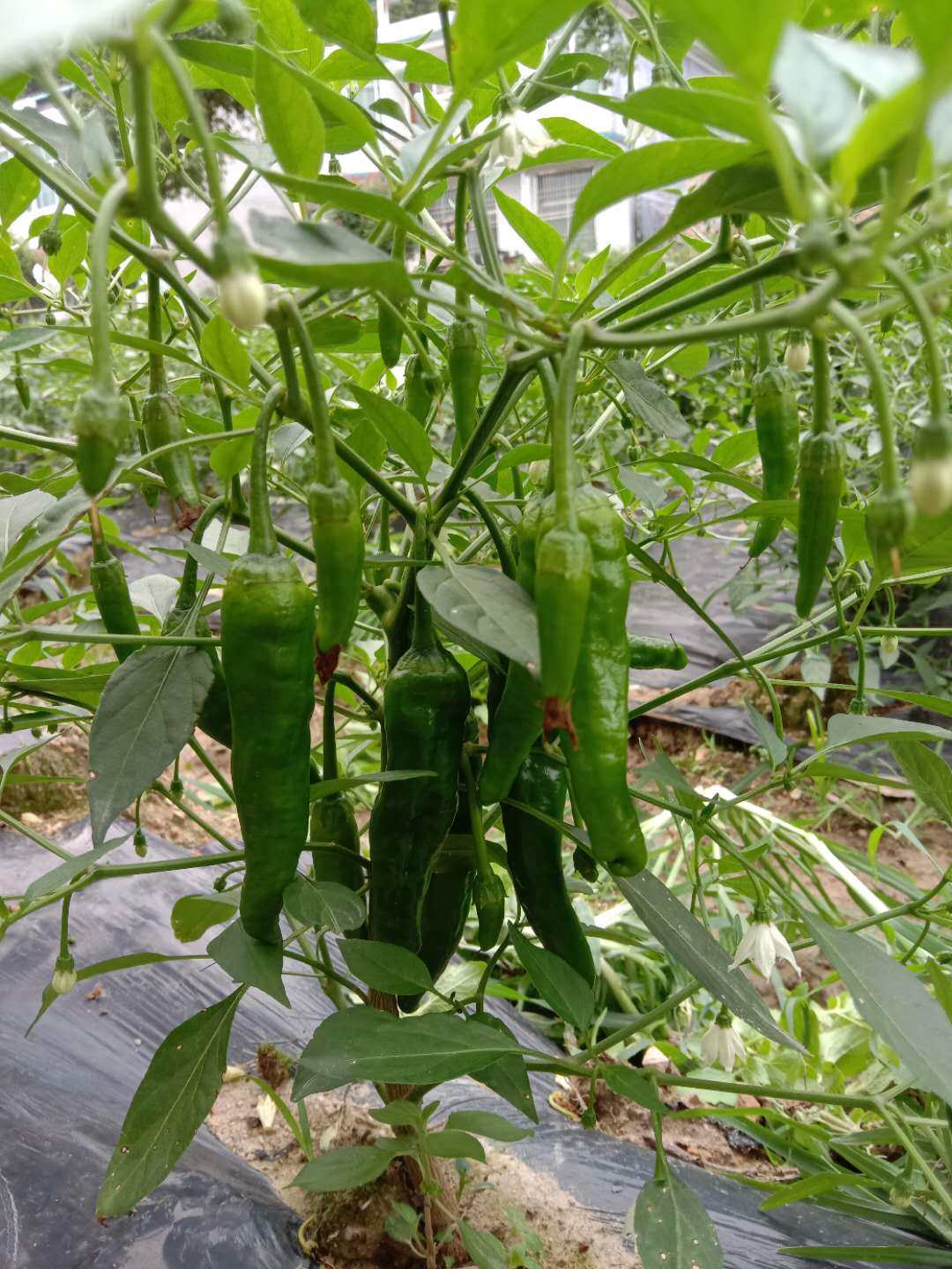 正宗湖南樟树辣椒种子苗子苦瓜丝瓜黄瓜冬瓜家庭园艺种子