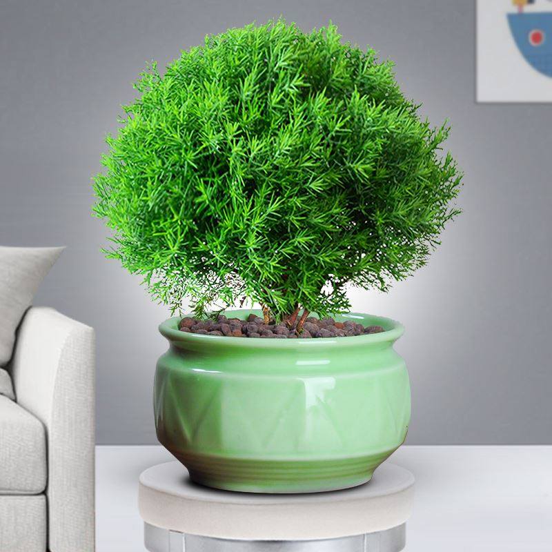 雾松易活好甲醛绿植叶绿植盆栽桌面观办公室盆景雾凇绿植