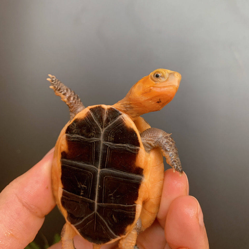黄缘龟幼龟安缘龟苗闭壳观赏宠物乌龟活体黄喉龟