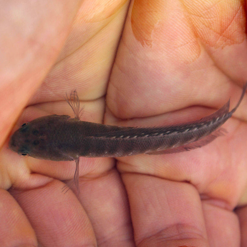 鱼苗七星月鳢山鱼花星鱼观赏观赏鱼鱼点冷水鱼淡水鱼