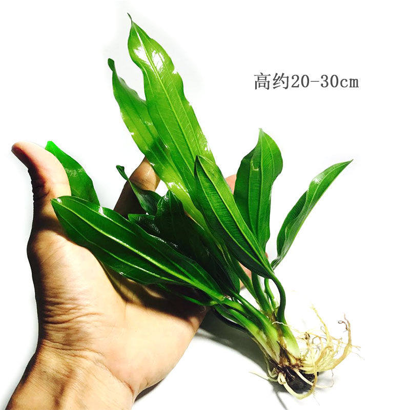 鱼缸造景水草活体体大叶绿九冠迷你懒人人中创意迷你植物