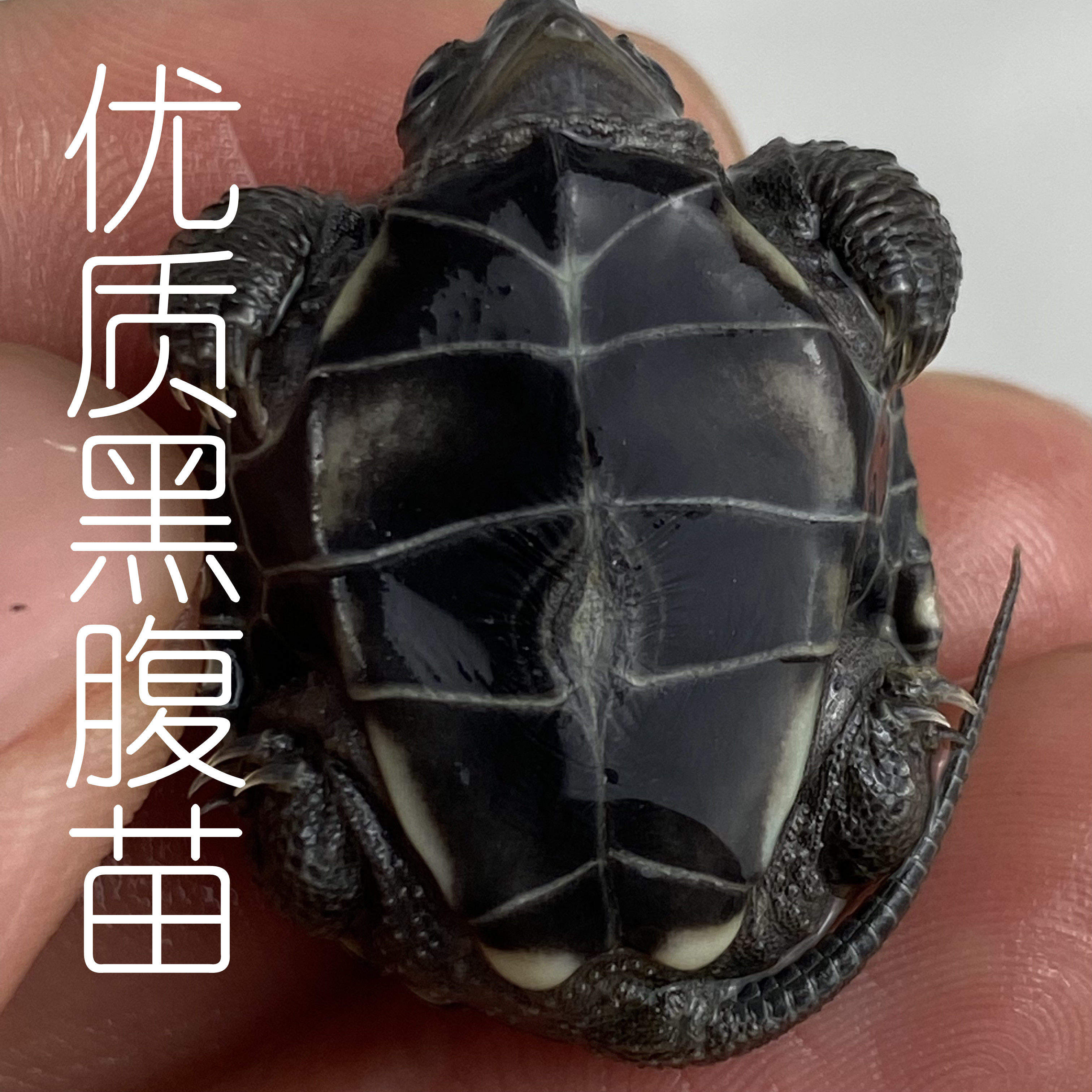 墨龟苗顶墨外中华草龟长寿龟宠物龟国招财龟黑龟
