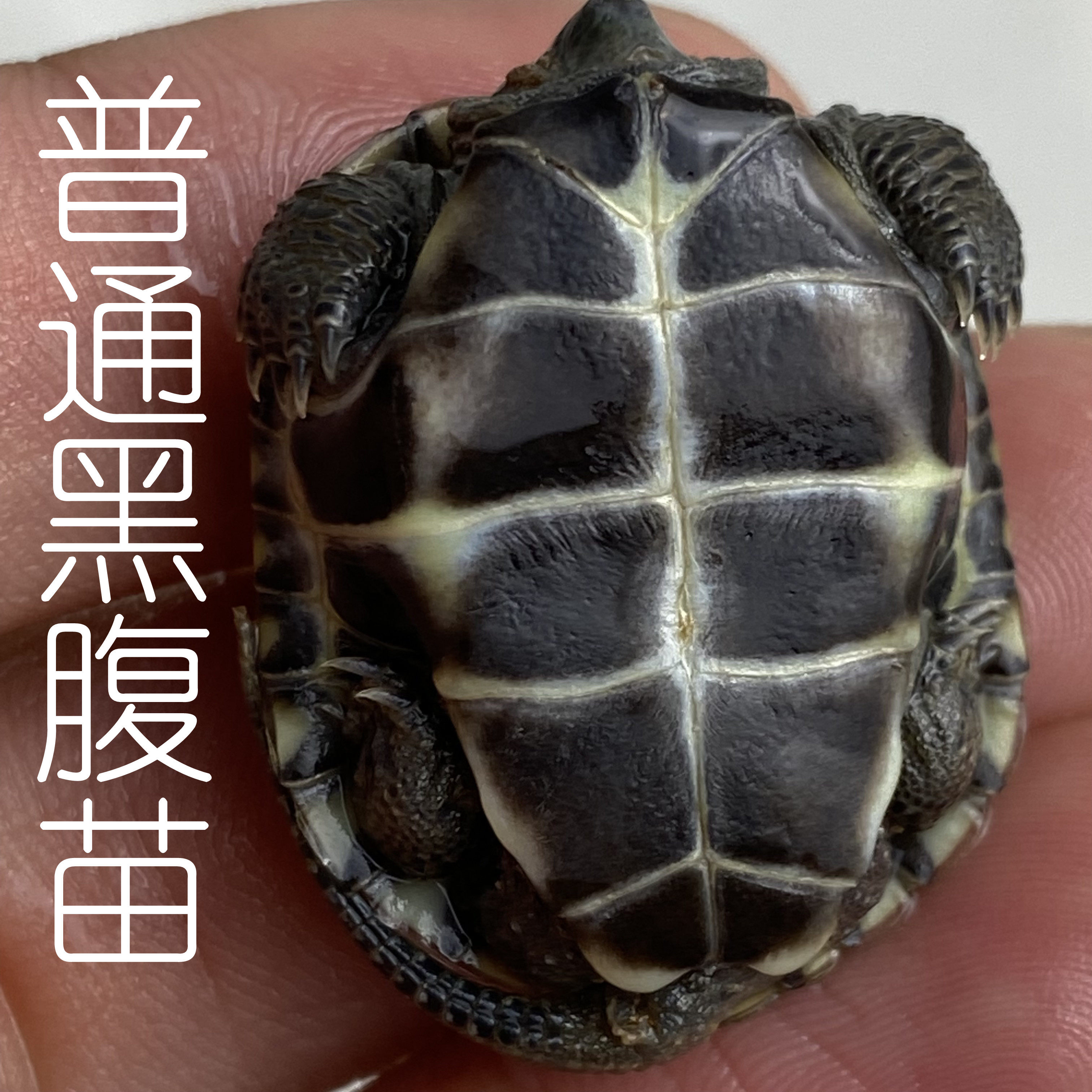 墨龟苗顶墨外中华草龟长寿龟宠物龟国招财龟黑龟