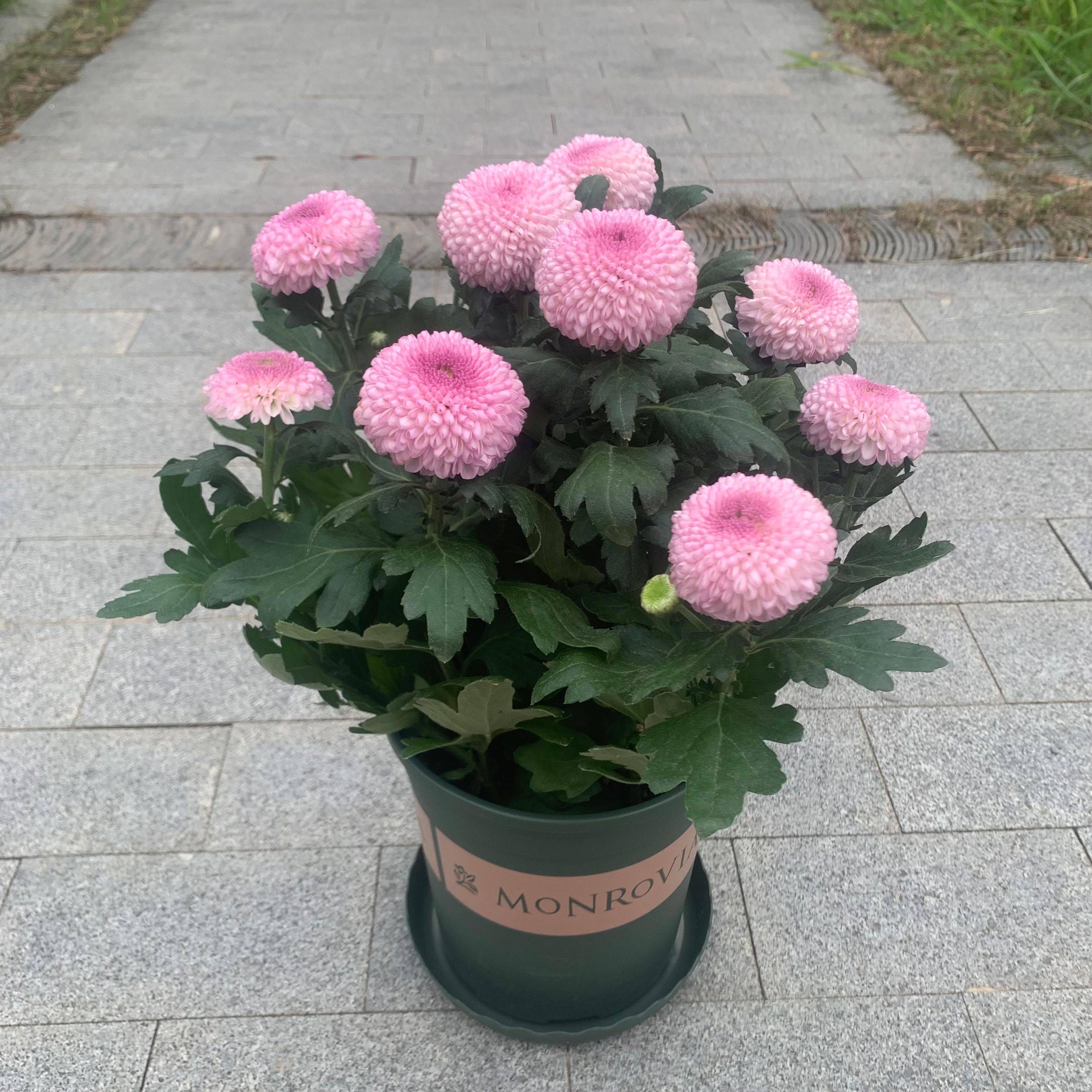 荷兰菊乒乓菊千头菊花苗盆栽室内阳台多年生植物耐寒耐热花卉包邮