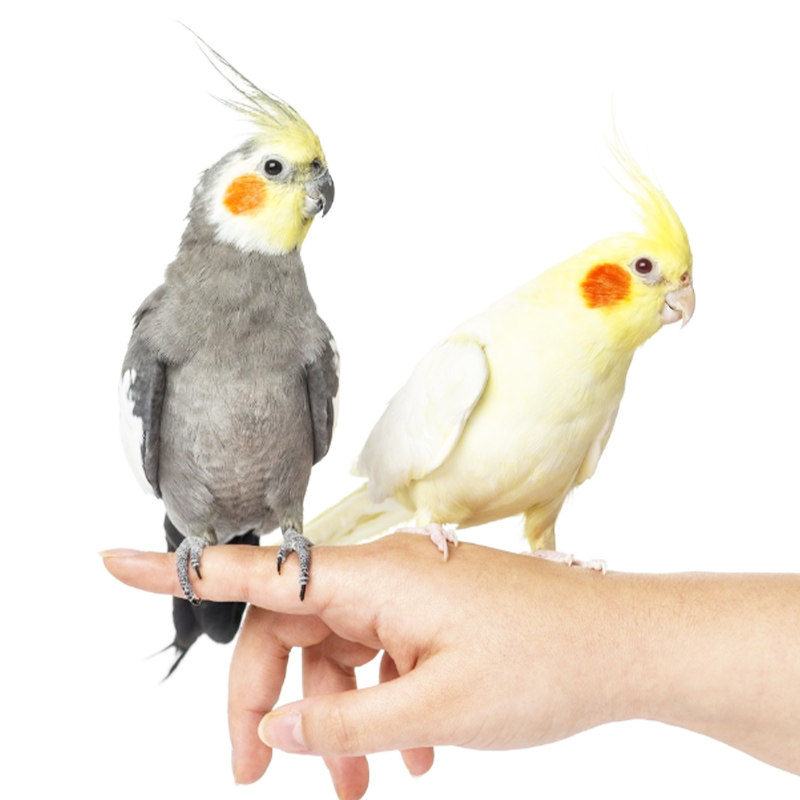 鹦鹉玄凤鸟活鸟笼活鸟小型手养会说说话黄化鸟
