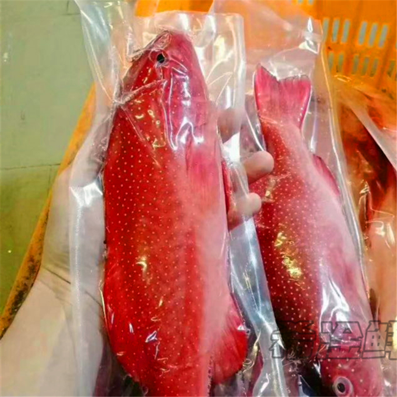 冷冻东星1.3斤低温红东升班石斑鱼餐厅酒店清蒸斑鱼