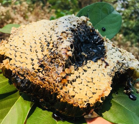 云南深山老林生态黑蜂蜜高海拔米团花蜜稀有蜜500克顺丰包邮