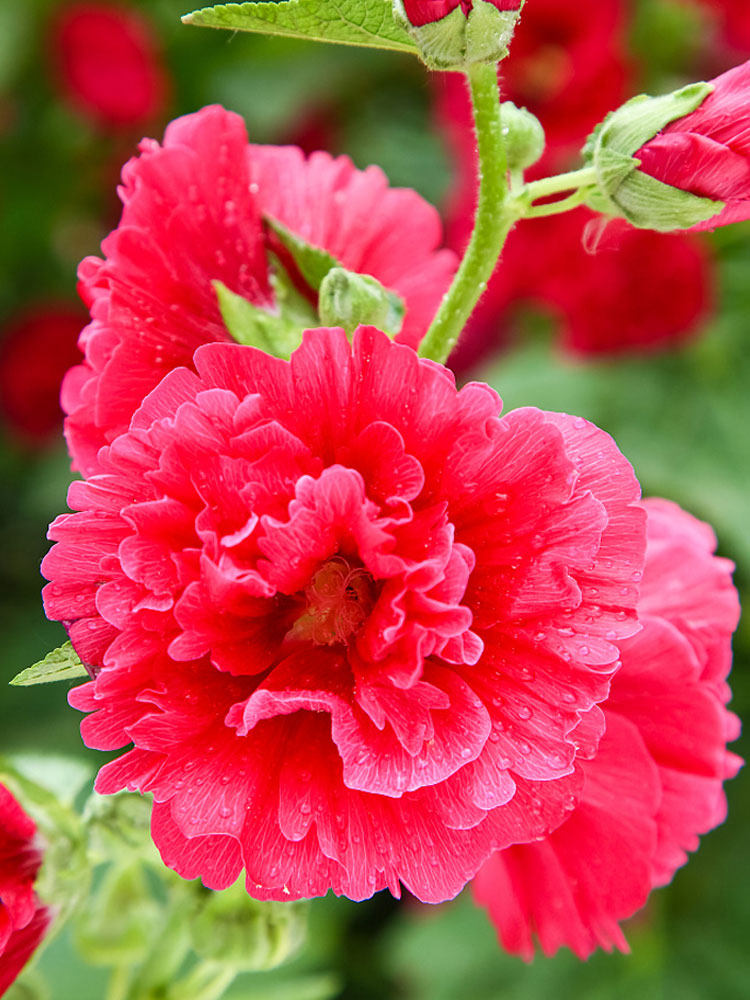 重瓣进口蜀葵种子多年生花草四季可播易种室内家庭园艺种子