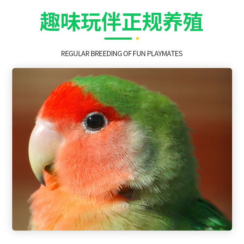 牡丹鹦鹉合法桃脸黄桃绿桃蓝银绿紫罗兰特色说话鸟