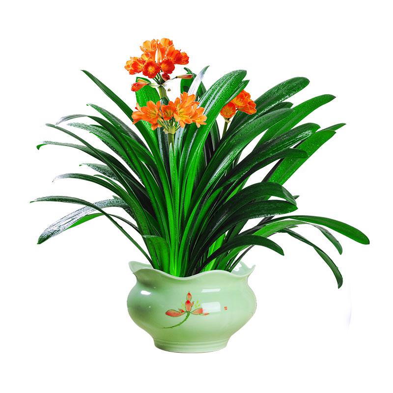 君子兰盆栽植物好养室内客厅办公室桌面花卉绿植四季常青开花盆l