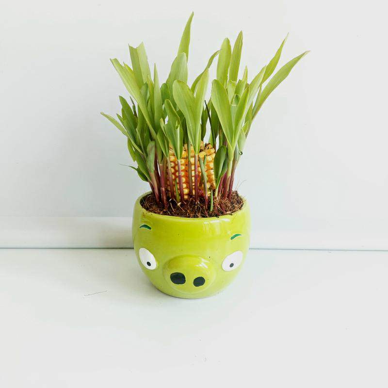 植物黄玉玉米棒盆栽学生幼儿园观察蔬菜生长过程绿植