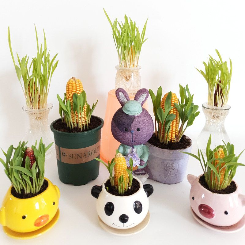 植物水培冬季黄玉米玉米盆栽学生幼儿园观察办公室绿植