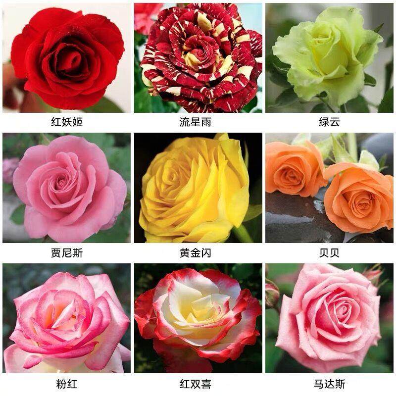 一棵室内多色月季花四季七彩嫁接清香庭院好看花卉