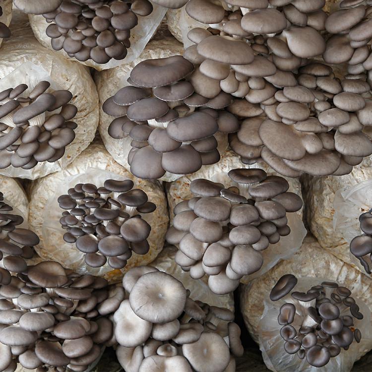 蘑菇乐园平菇菌种大菌包菌棒盆栽家庭种植菌包多肉植物