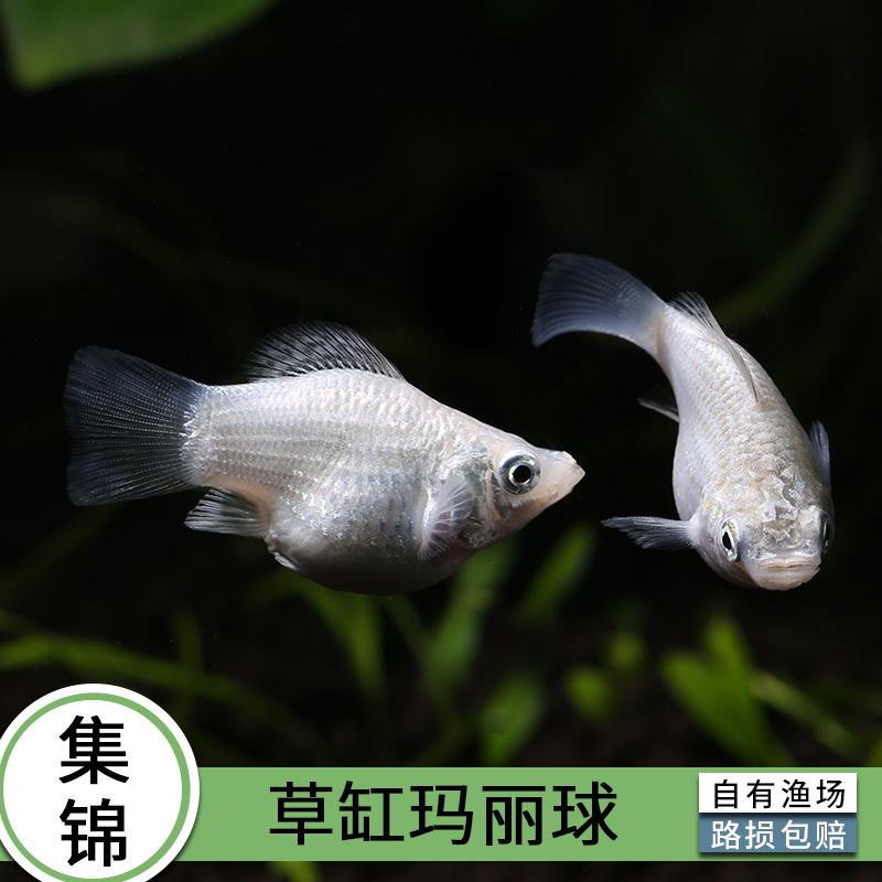 青青自然皮球观赏鱼热带小型卵生胎生三色玛丽黑白鱼
