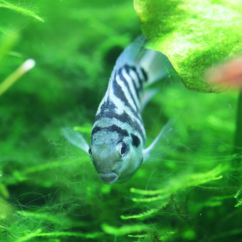 鹦鹉青青自然蓝宝迷你小型热带观赏鱼活体淡水鱼可养鱼