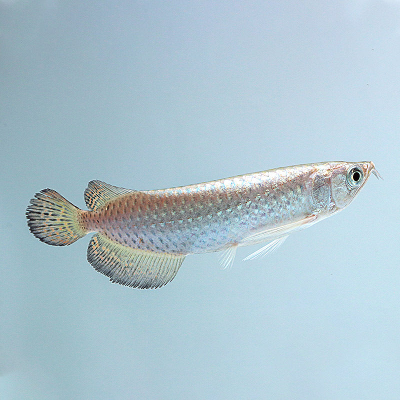 观赏鱼龙鱼热带新手入门鱼练手澳洲澳洲星星点活体风水鱼