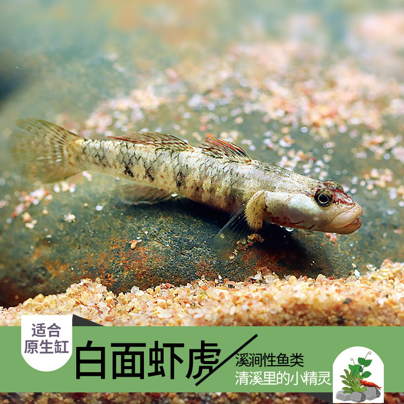 白面溪吻虾虎鱼白颊虾虎鱼虾虎鱼溪吻虾虎鱼原生鱼活体宠物观1061
