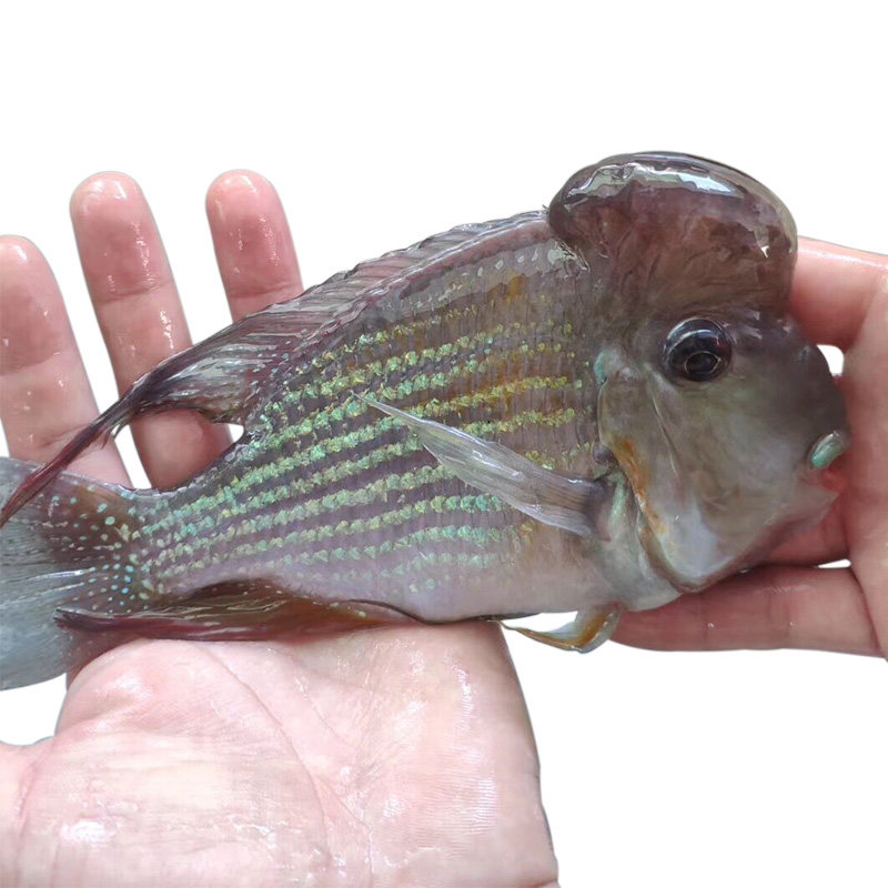 凤冠赤荔关刀热带鱼中型大型金丝金丝凤观赏鱼南美鱼