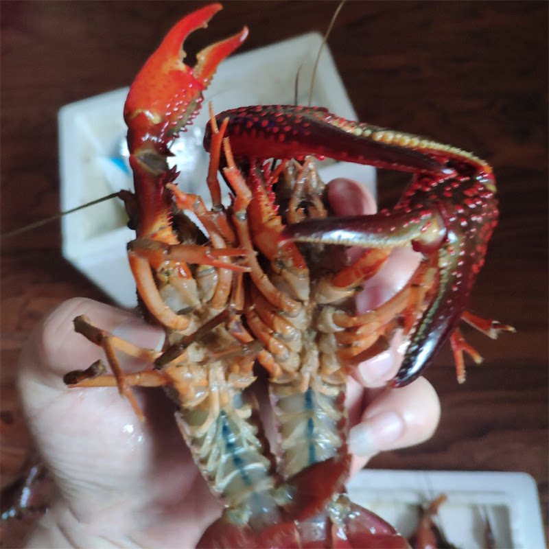 小龙虾鲜活4斤装大中号活虾新鲜潜江清水虾活体淡水虾顺丰包邮