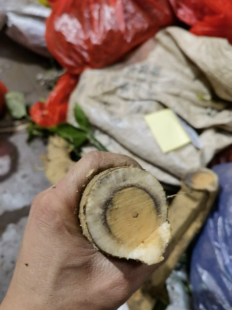 薯猫尾树根10斤老年野生猫尾化瘤木根正品化核农技服务