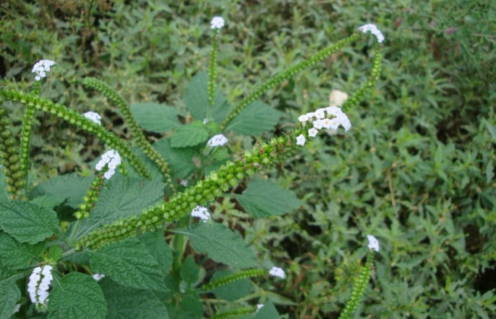 新鲜现采野生勾头大尾鱿鱼鱼草斑草500克农技服务