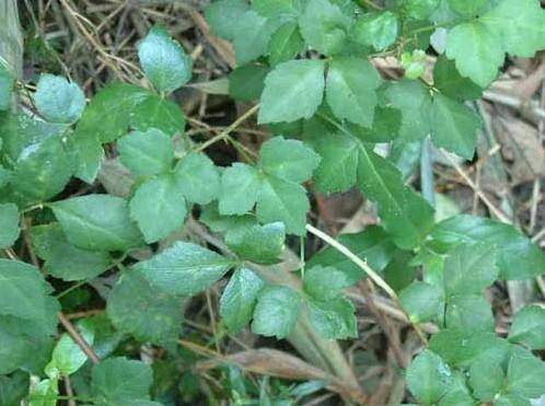 野生新鲜现采白勒苦刺三加500克农技服务