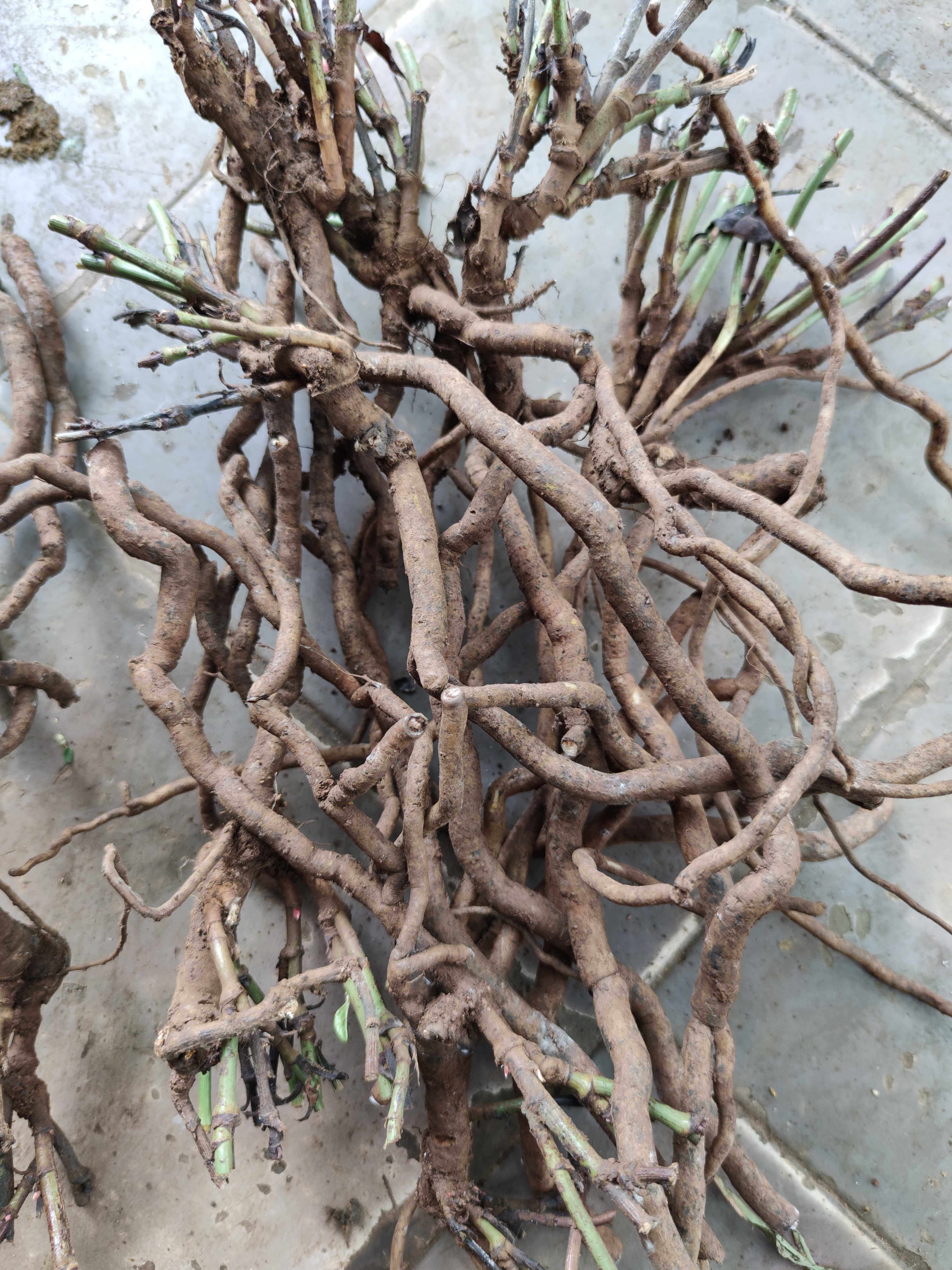 红花新鲜根部谢三娘雪花500克农技服务