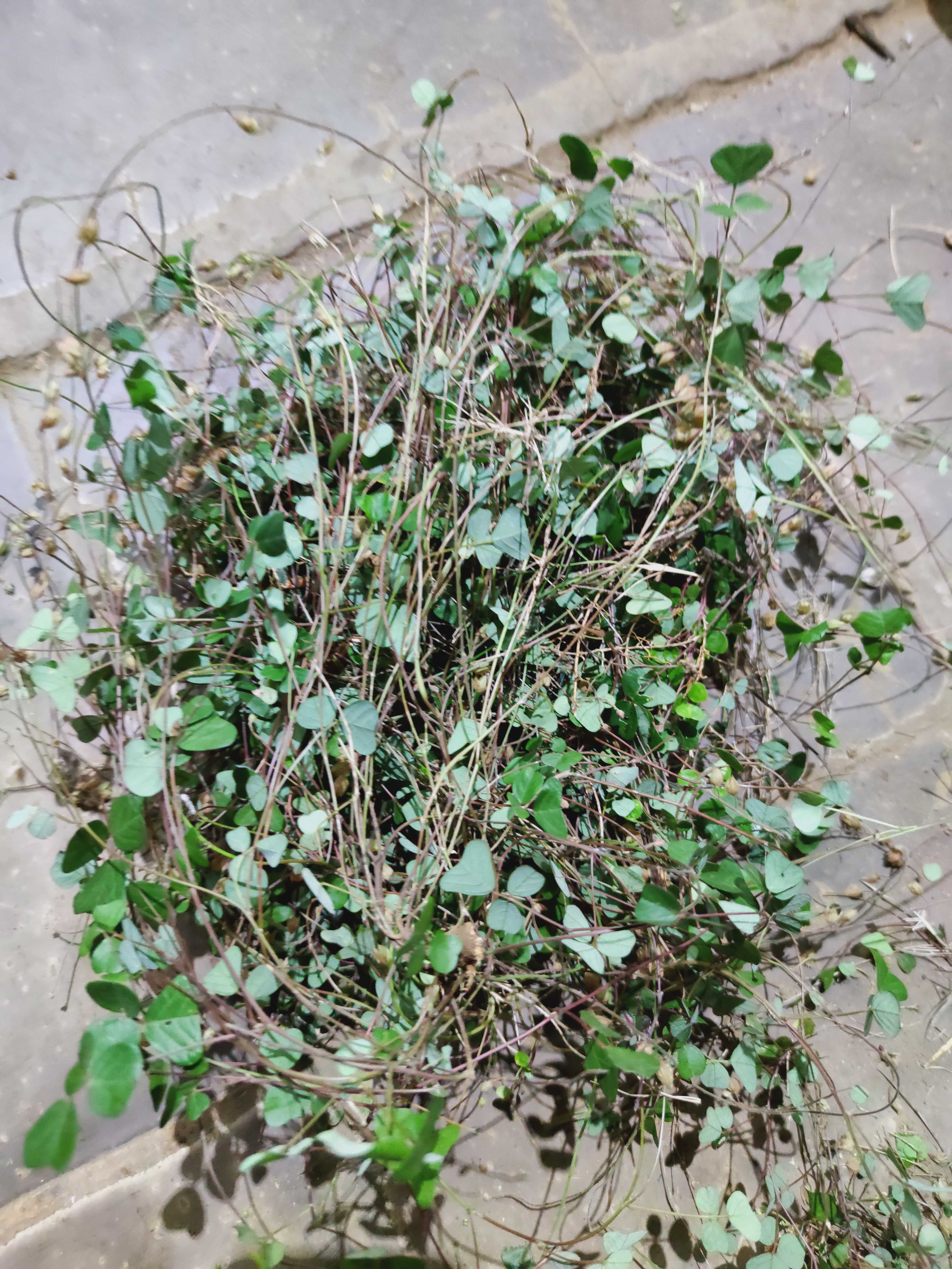 双肾草 化石草 猪妖草500克下载app收藏首页