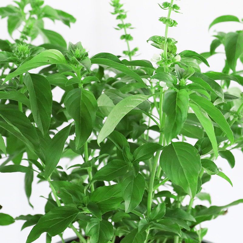 罗勒九层塔盆栽金不换植物可食用薄荷紫苏新鲜调味绿植