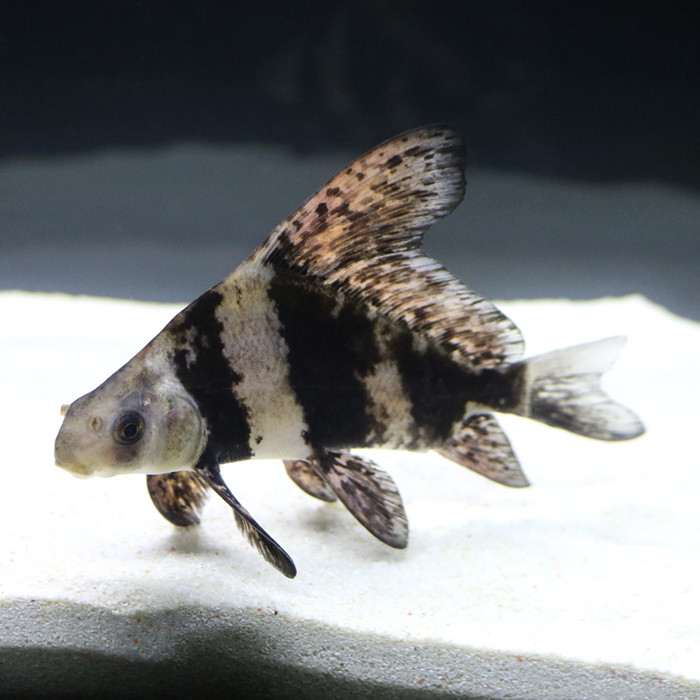 一帆风顺鱼活体冷水清道夫鱼垃圾鱼工具鱼清洁鱼缸观赏鱼金鱼锦鲤