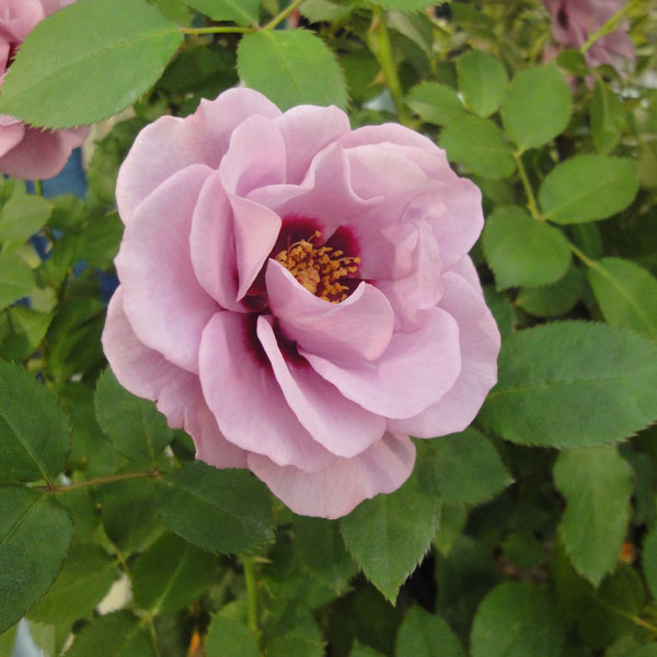 紫晶巴比伦月季苗多季藤本藤本勤开庭院花园拱门时令草本花卉