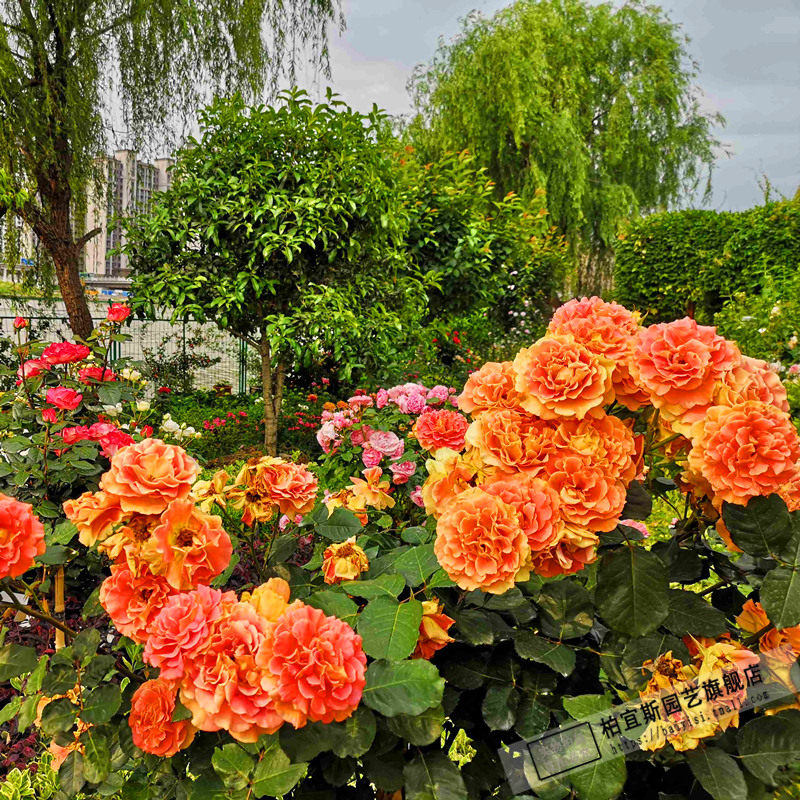 月季铜管乐队丰花brassband大花浓香切花盆栽花卉