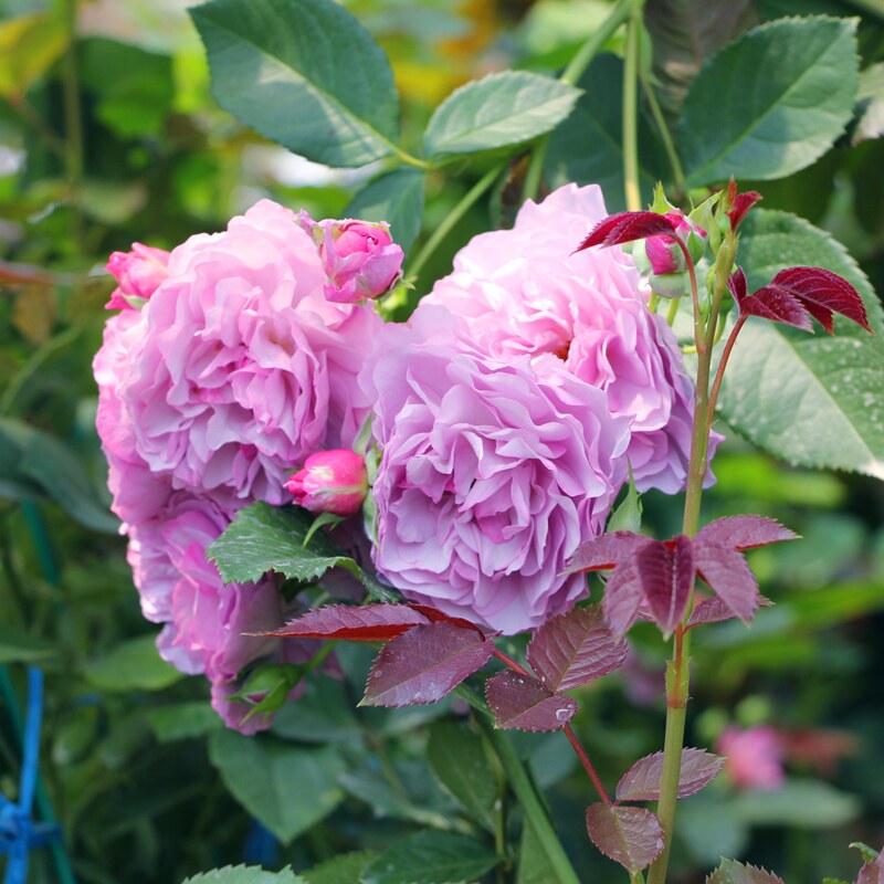 无刺爬藤蔷薇月季月季花花苗薰衣草花环阳台庭院花卉