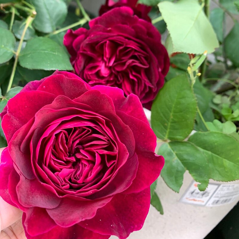 阳台月季伍德黑色浓香曼斯特庭院玫瑰花卉绿植时令草本花卉