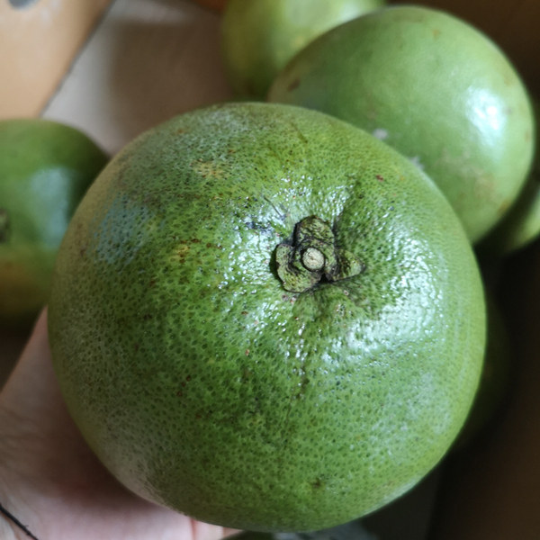 小青青柚青皮蜜柚柚子热带新鲜水果3个装单果菠萝