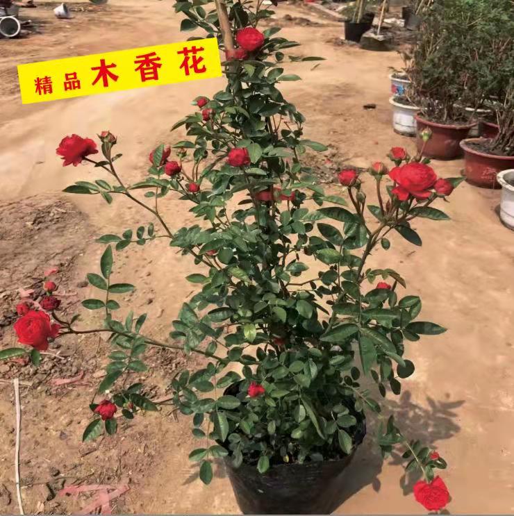 四季红木香花苗爬藤浓香盆栽